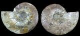 Large, Polished Ammonite Pair - Crystal Chambers #56160-1